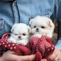 Maltese Puppies for sale in Austin, TX 78701, USA. price: NA