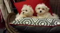 Maltese Puppies for sale in Austin, TX 78701, USA. price: NA