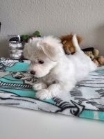 Maltese Puppies for sale in Oceanside, CA, USA. price: NA