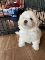Maltese Puppies for sale in Lehigh Acres, FL, USA. price: NA