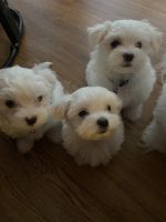 Maltese Puppies Photos