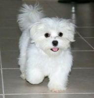 Maltese Puppies for sale in Hyderabad, Telangana, India. price: 2 INR
