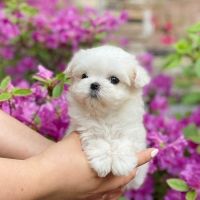 Maltese Puppies for sale in San Francisco, CA, USA. price: NA