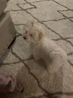 Maltese Puppies for sale in Melrose Park, IL, USA. price: NA
