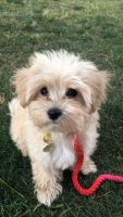 Maltese Puppies for sale in Bloomington, CA, USA. price: NA