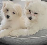 Maltese Puppies for sale in Durham, NC 27705, USA. price: NA