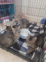 Maltese Cats for sale in Hampstead, NC, USA. price: NA