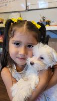 Maltese Puppies for sale in San Antonio, TX 78232, USA. price: NA