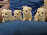 Maltese Puppies for sale in Texas City, TX, USA. price: NA
