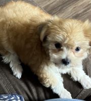 Maltese Puppies for sale in Oceanside, CA 92058, USA. price: NA