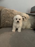 Maltese Puppies for sale in Newberry, FL 32669, USA. price: NA