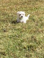 Maltese Puppies for sale in Montgomery, AL, USA. price: NA