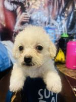 Maltese Puppies for sale in Mesa, AZ, USA. price: NA