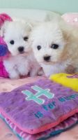 Maltese Puppies for sale in NJ-27, Edison, NJ, USA. price: NA
