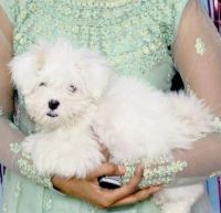 Maltese Puppies for sale in IDPL, Adarsh Nagar, Gurumurthy Nagar, Balanagar, Hyderabad, Telangana 500037, India. price: 25000 INR