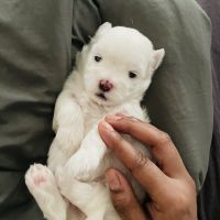 Maltese Puppies for sale in Chennai, Tamil Nadu, India. price: 70000 INR