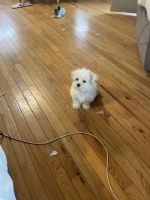 Maltese Puppies for sale in Marble, NC 28905, USA. price: NA