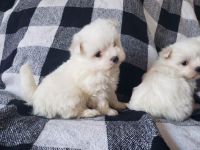 Maltese Puppies for sale in Sylva, NC 28779, USA. price: NA