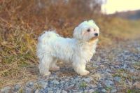 Maltese Puppies for sale in Barren Springs, VA 24313, USA. price: NA