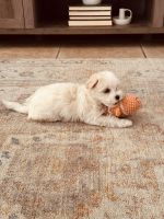 Maltese Puppies for sale in Surprise, AZ, USA. price: NA