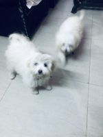 Maltese Puppies for sale in Kishangarh - Gaushala Marg, Lakhi Nath Kuti, Mehrauli, New Delhi, Delhi, India. price: 25000 INR