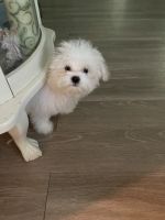 Maltese Puppies for sale in Kissimmee, FL, USA. price: $600