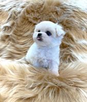 Maltese Puppies for sale in Canada Blvd, Toronto, ON M6K, Canada. price: $400