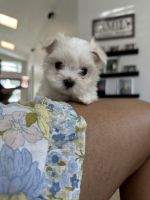 Maltese Puppies for sale in St Cloud, FL, USA. price: $2,000