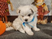 Maltese Puppies for sale in The Villages, FL 32159, USA. price: $1,000