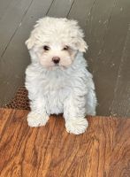 Maltese Puppies for sale in Loudoun County, VA, USA. price: $600