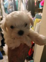 Maltese Puppies for sale in Pahrump, NV, USA. price: $500,600