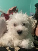 Maltese Puppies for sale in Newport, PA 17074, USA. price: $700