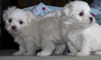 Maltese Puppies for sale in New York, NY 10003, USA. price: NA