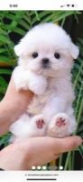 Maltese Puppies for sale in Las Vegas, NV, USA. price: $3,500