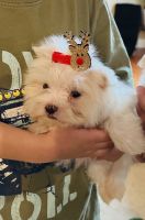 Maltese Puppies for sale in Carrollton, GA 30117, USA. price: $1,500