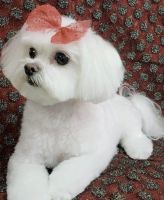 Maltese Puppies for sale in Orlando, FL 32822, USA. price: $2,500