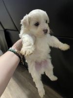 Maltese Puppies for sale in Zebulon, NC 27597, USA. price: $500