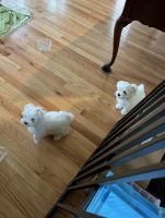 Maltese Puppies for sale in Detroit, MI, USA. price: $2,500
