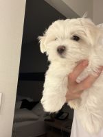 Maltese Puppies for sale in Detroit, MI, USA. price: $2,200