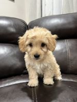 Maltese Puppies for sale in Orange, California. price: $1,000