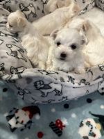 Maltese Puppies for sale in Port St. Lucie, FL, USA. price: $2,000