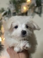 Maltese Puppies for sale in Glendale, California. price: $2,200