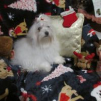 Maltese Puppies for sale in Leavenworth, Indiana. price: $200,000