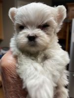 Maltese Puppies for sale in Redding, California. price: NA