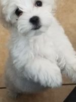 Maltese Puppies for sale in Phoenix, Arizona. price: $850
