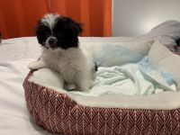 Maltese Puppies for sale in Bowie, Maryland. price: $65,000