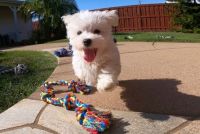 Maltese Puppies for sale in New York, New York. price: $400