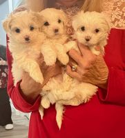 Maltese Puppies for sale in North Myrtle Beach, South Carolina. price: $800