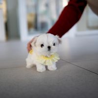 Maltese Puppies for sale in Baltimore, Maryland. price: $300