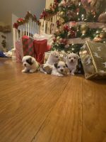 Maltese Puppies for sale in Bakersfield, California. price: $400